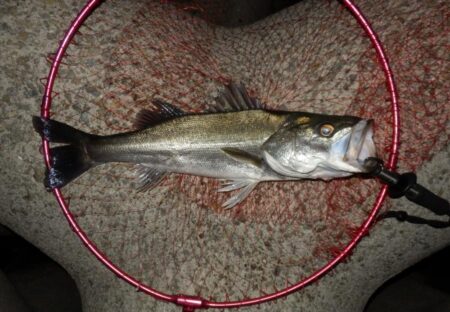 初‼夜バイブ!トレイシー　【20260416】